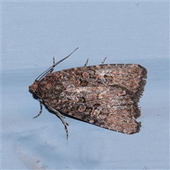 Hypoperigea tonsa (A Noctuid moth (Acronictinae) at Turner, ACT - 28 Sep 2025 by ConBoekel