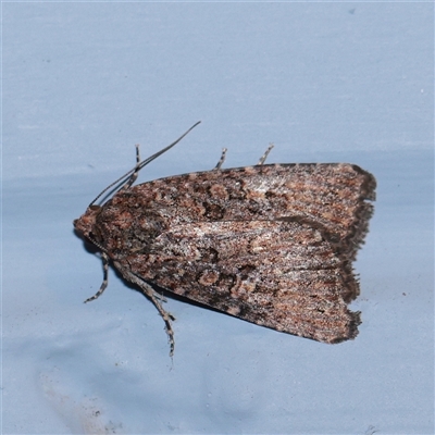 Hypoperigea tonsa (A Noctuid moth (Acronictinae) at Turner, ACT - 28 Sep 2025 by ConBoekel