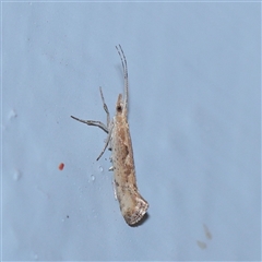 Plutella xylostella (Diamondback Moth) at Turner, ACT - 28 Sep 2025 by ConBoekel