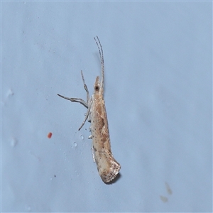 Plutella xylostella (Diamondback Moth) at Turner, ACT - 28 Sep 2025 by ConBoekel
