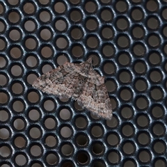 Phrissogonus laticostata (Apple looper moth) at Turner, ACT - 28 Sep 2025 by ConBoekel