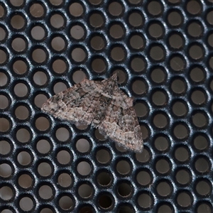 Phrissogonus laticostata (Apple looper moth) at Turner, ACT - 28 Sep 2025 by ConBoekel
