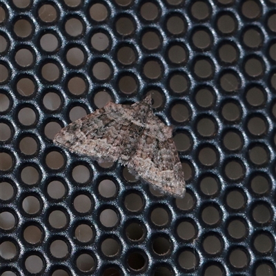 Phrissogonus laticostata (Apple looper moth) at Turner, ACT - 28 Sep 2025 by ConBoekel