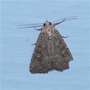 Hypoperigea tonsa (A Noctuid moth (Acronictinae) at Turner, ACT - 28 Sep 2025 by ConBoekel