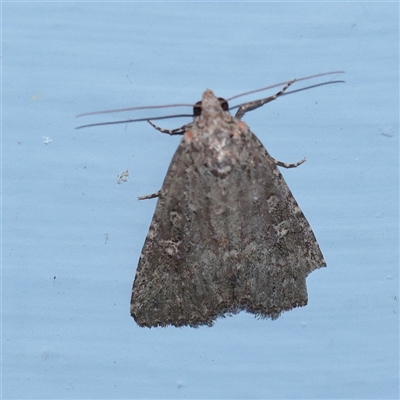 Hypoperigea tonsa (A Noctuid moth (Acronictinae) at Turner, ACT - 28 Sep 2025 by ConBoekel