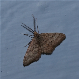 Scopula rubraria (Reddish Wave, Plantain Moth) at Turner, ACT - 28 Sep 2025 by ConBoekel