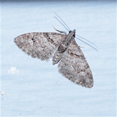 Phrissogonus laticostata (Apple looper moth) at Turner, ACT - 28 Sep 2025 by ConBoekel