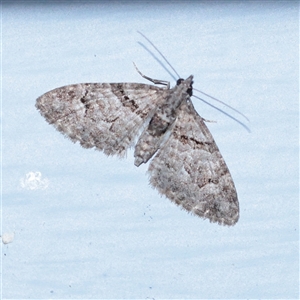 Phrissogonus laticostata (Apple looper moth) at Turner, ACT - 28 Sep 2025 by ConBoekel