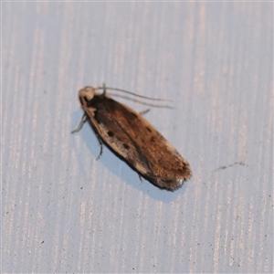 Hoplostega ochroma (a Eulechria Group moth) at Turner, ACT - 28 Sep 2025 by ConBoekel