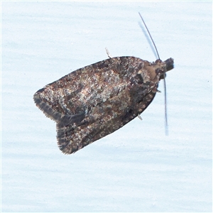 Capua intractana (A Tortricid moth) at Turner, ACT - 29 Sep 2025 by ConBoekel