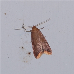 Tachystola acroxantha (A Concealer moth) at Turner, ACT - 29 Sep 2025 by ConBoekel