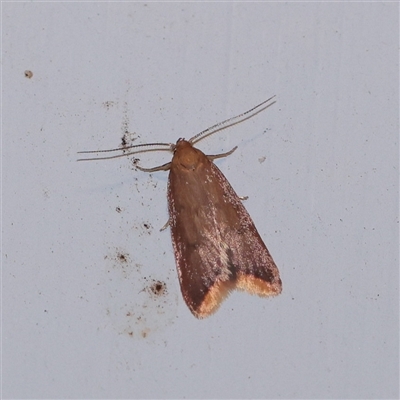 Tachystola acroxantha (A Concealer moth) at Turner, ACT - 29 Sep 2025 by ConBoekel