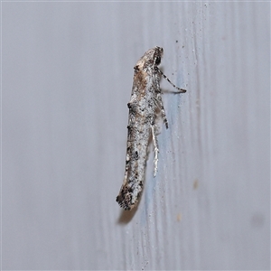 Epermenia exilis (Shark Moth (family Epermeniidae)) at Turner, ACT - 29 Sep 2025 by ConBoekel