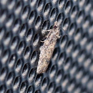 Capua intractana (A Tortricid moth) at Turner, ACT - 29 Sep 2025 by ConBoekel
