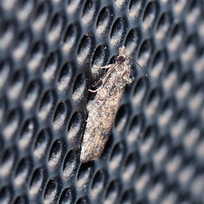Capua intractana (A Tortricid moth) at Turner, ACT - 29 Sep 2025 by ConBoekel