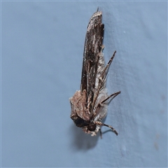 Agrotis munda (Brown Cutworm) at Turner, ACT - 29 Sep 2025 by ConBoekel