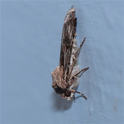 Agrotis munda (Brown Cutworm) at Turner, ACT - 29 Sep 2025 by ConBoekel