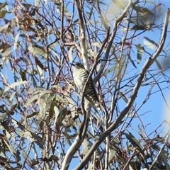 Chalcites lucidus (Shining Bronze-Cuckoo) at Pialligo, ACT - 28 Sep 2025 by LineMarie