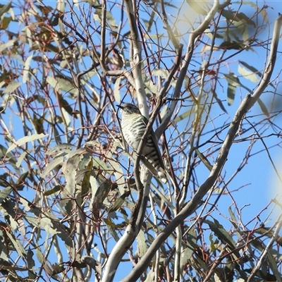 Chalcites lucidus (Shining Bronze-Cuckoo) at Pialligo, ACT - 28 Sep 2025 by LineMarie