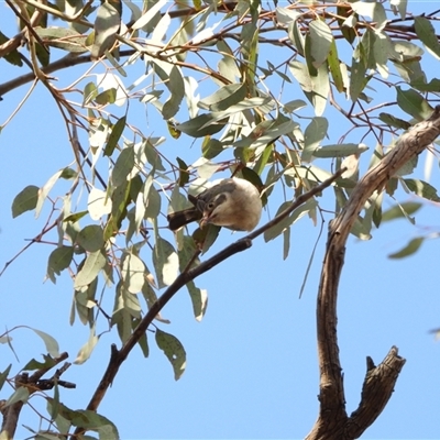 Melithreptus brevirostris (Brown-headed Honeyeater) at Pialligo, ACT - 28 Sep 2025 by LineMarie