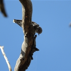 Daphoenositta chrysoptera (Varied Sittella) at Pialligo, ACT - 28 Sep 2025 by LineMarie