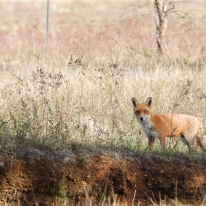 Vulpes vulpes (Red Fox) at Pialligo, ACT - 28 Sep 2025 by LineMarie