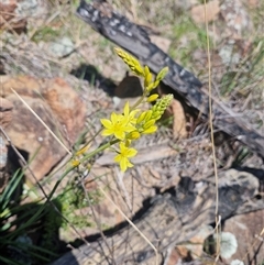 Bulbine glauca (Rock Lily) at Uriarra Village, ACT - 28 Sep 2025 by rangerjacko