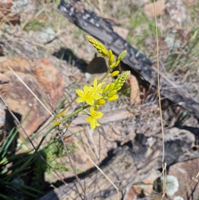 Bulbine glauca (Rock Lily) at Uriarra Village, ACT - 28 Sep 2025 by rangerjacko
