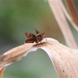 Hesperiidae (family) at Saint Lucia, QLD - 30 Sep 2025 by DAdeGroot