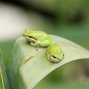 Litoria verreauxii verreauxii at Saint Lucia, QLD - 30 Sep 2025 by DAdeGroot