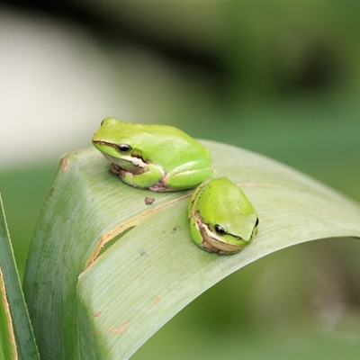 Litoria verreauxii verreauxii at Saint Lucia, QLD - 30 Sep 2025 by DAdeGroot