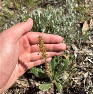 Plantago varia (Native Plaintain) at Whitlam, ACT - 30 Sep 2025 by KaiDewPHD