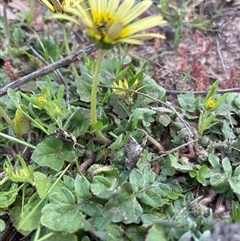 Arctotheca calendula (Capeweed, Cape Dandelion) at Whitlam, ACT - 30 Sep 2025 by KaiDewPHD
