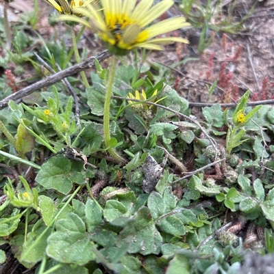 Arctotheca calendula (Capeweed, Cape Dandelion) at Whitlam, ACT - 30 Sep 2025 by KaiDewPHD