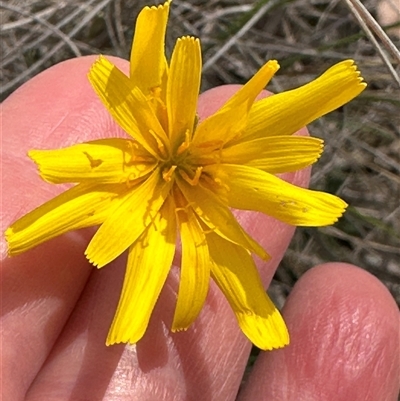 Microseris walteri (Yam Daisy, Murnong) at Cook, ACT - 30 Sep 2025 by lbradley