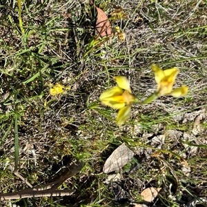 Diuris chryseopsis at Bonner, ACT - suppressed