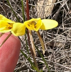 Diuris chryseopsis (Golden Moth) at Cook, ACT - 30 Sep 2025 by lbradley