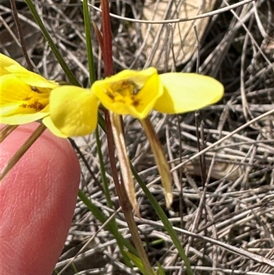 Diuris chryseopsis (Golden Moth) at Cook, ACT - 30 Sep 2025 by lbradley