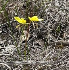 Diuris chryseopsis at Cook, ACT - suppressed