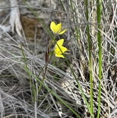 Diuris chryseopsis at Cook, ACT - suppressed