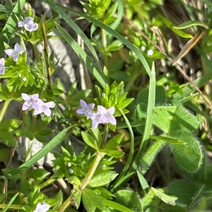 Unverified Other Wildflower or Herb at Whitlam, ACT - 30 Sep 2025 by KaiDewPHD