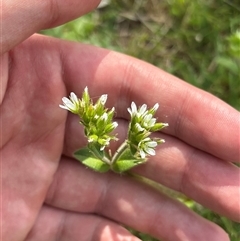 Cerastium glomeratum at Whitlam, ACT - 30 Sep 2025 10:42 AM