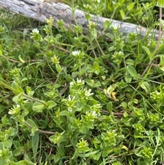Cerastium glomeratum at Whitlam, ACT - 30 Sep 2025 10:42 AM