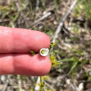 Unverified Other Wildflower or Herb at Whitlam, ACT - 30 Sep 2025 by KaiDewPHD