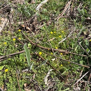 Unverified Other Wildflower or Herb at Whitlam, ACT - 30 Sep 2025 by KaiDewPHD