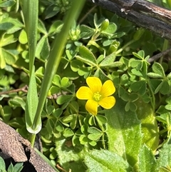 Oxalis (genus) at Whitlam, ACT - 30 Sep 2025 10:32 AM