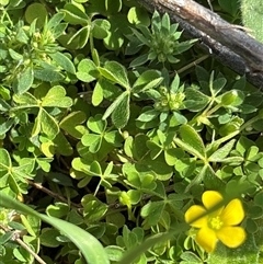 Oxalis (genus) at Whitlam, ACT - 30 Sep 2025 10:32 AM