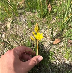 Bulbine bulbosa (Golden Lily, Bulbine Lily) at Whitlam, ACT - 30 Sep 2025 by KaiDewPHD