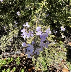 Westringia sp. at Dickson, ACT - 30 Sep 2025 by Hejor1