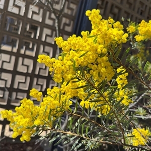 Acacia buxifolia at Dickson, ACT - 30 Sep 2025 by Hejor1